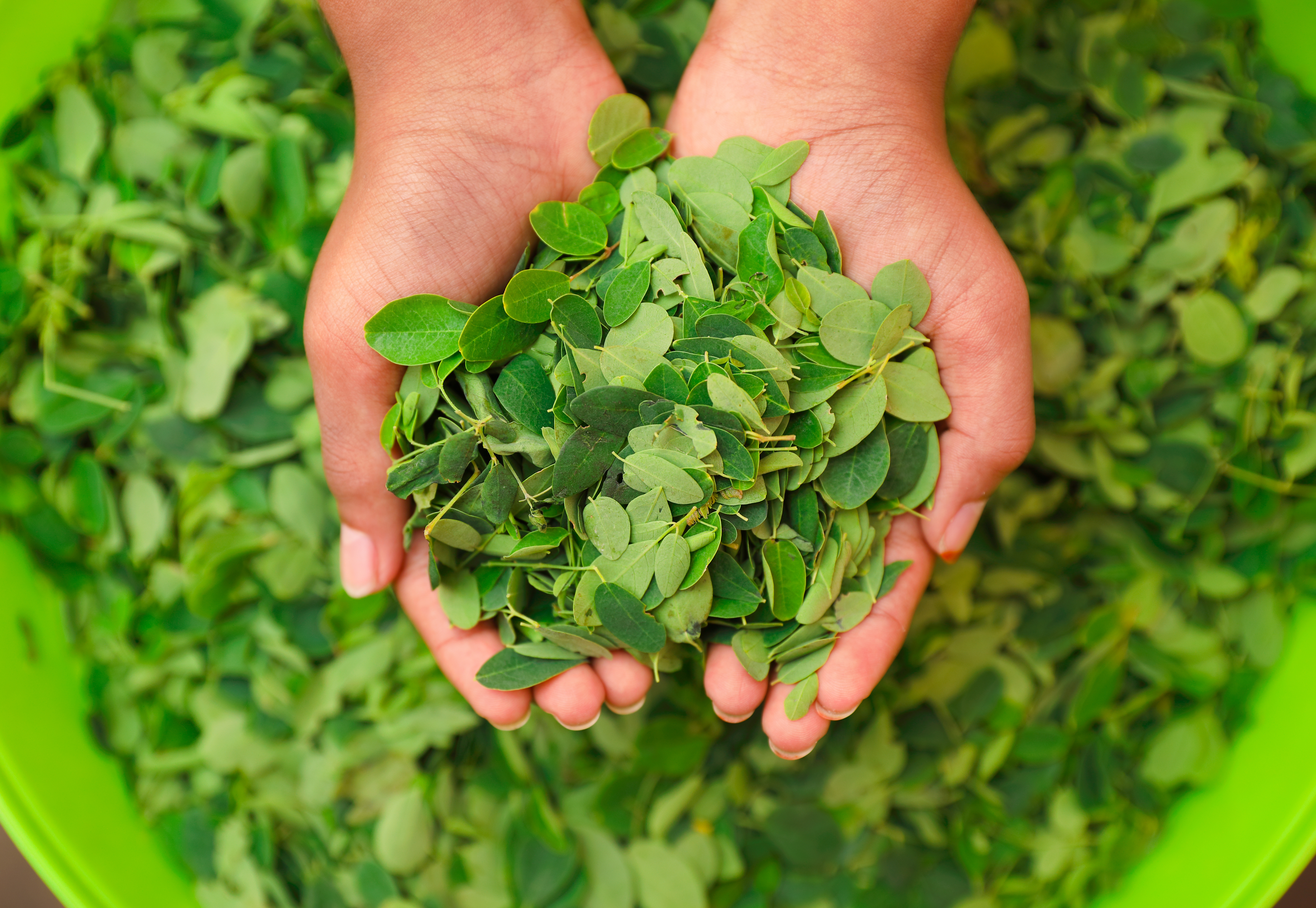 Fresh moringa leaves and moringa powder